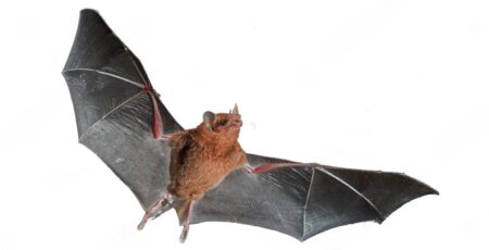 bat 2