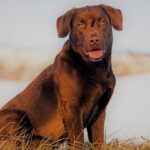Easiest Dogs To Train