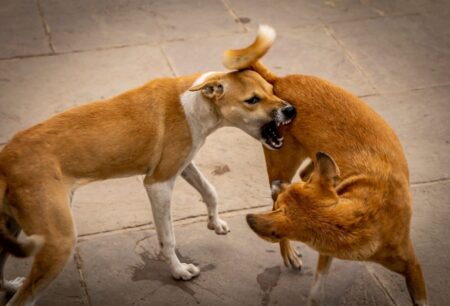 dog fight 2