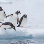Are Penguins Birds