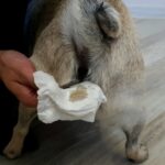Dog Bleeding From Butt