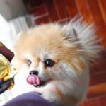 My Dog Ate Chocolate But Is Acting Fine: Is Anything Wrong?