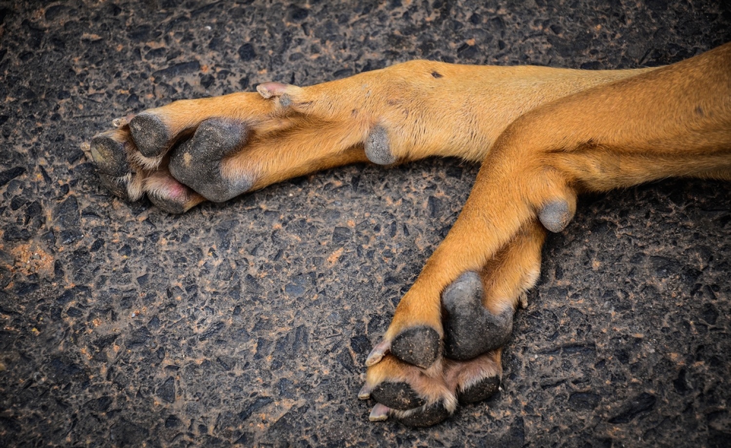----------Hyperkeratosis Dog Paw: All You Need To Know