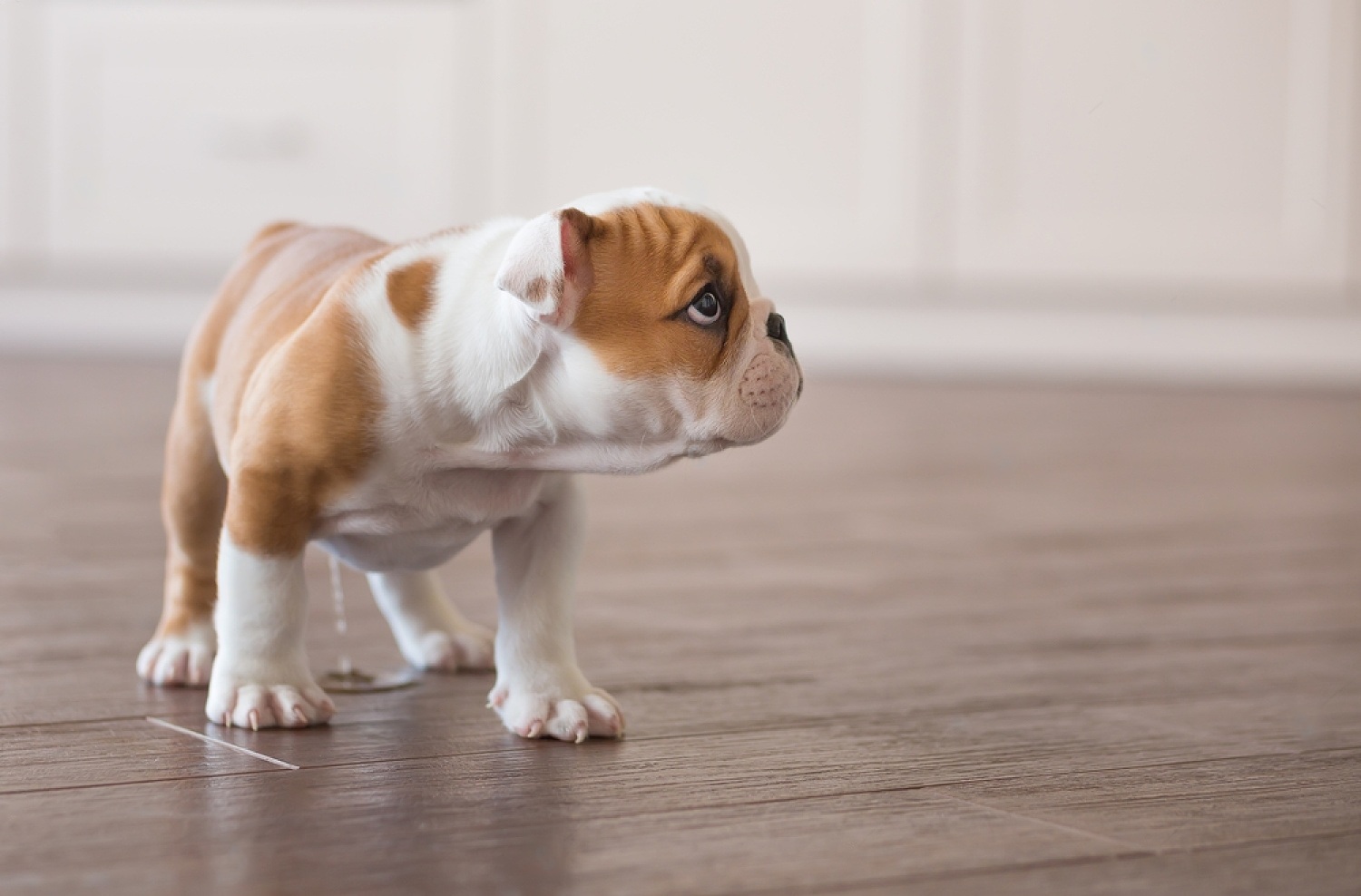 How Long Can Dogs Hold Their Pee?