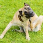 What Could Be The Reason Why My Dog Is Constantly Scratching And Biting Himself?