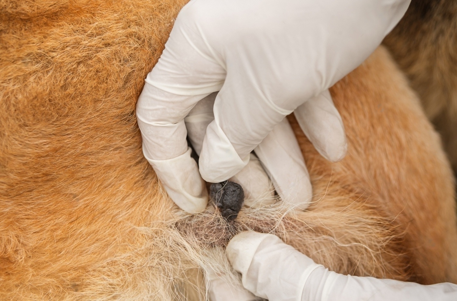 Cancerous Skin Tags On Dogs Images