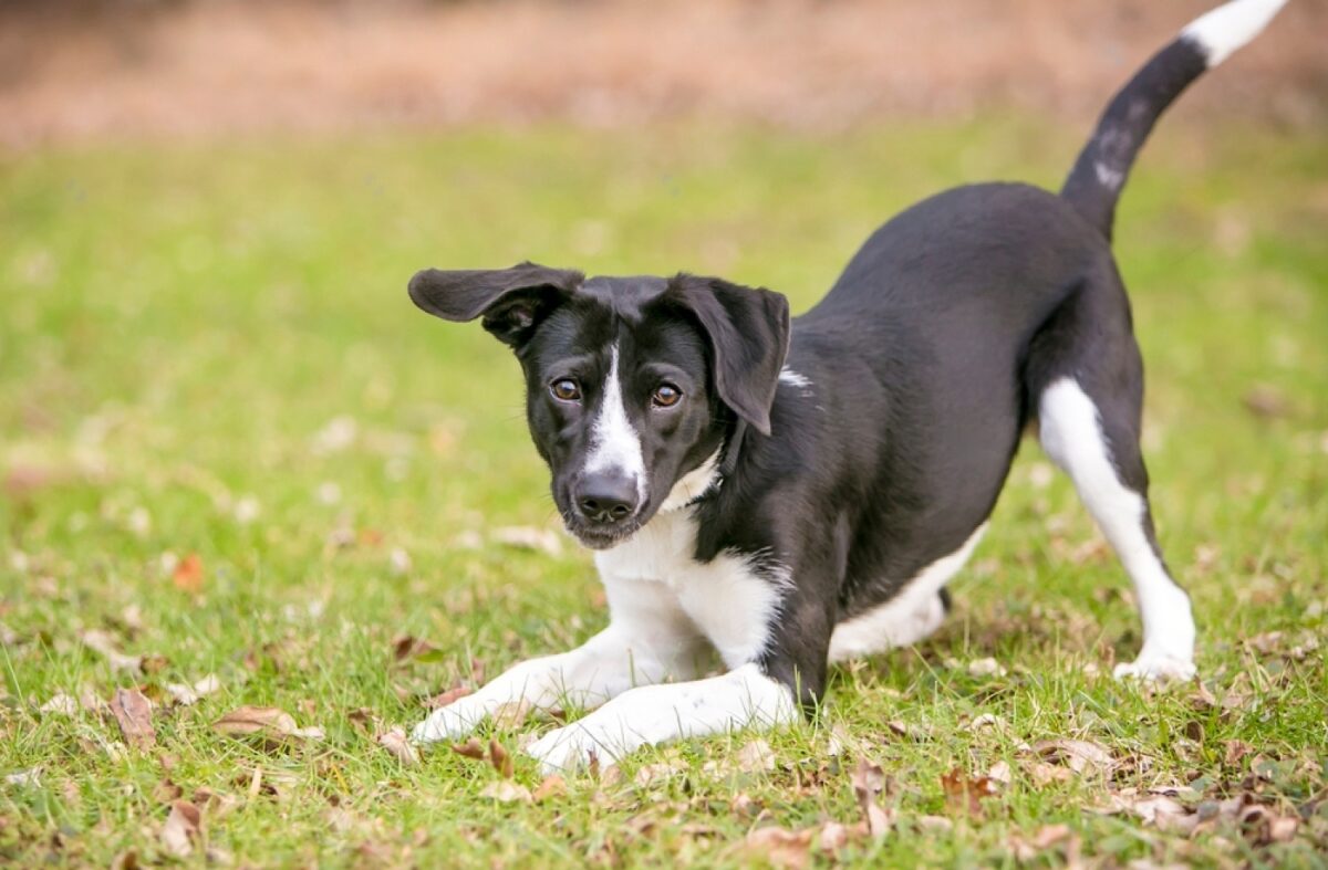 Why Do Dogs Have Tails?