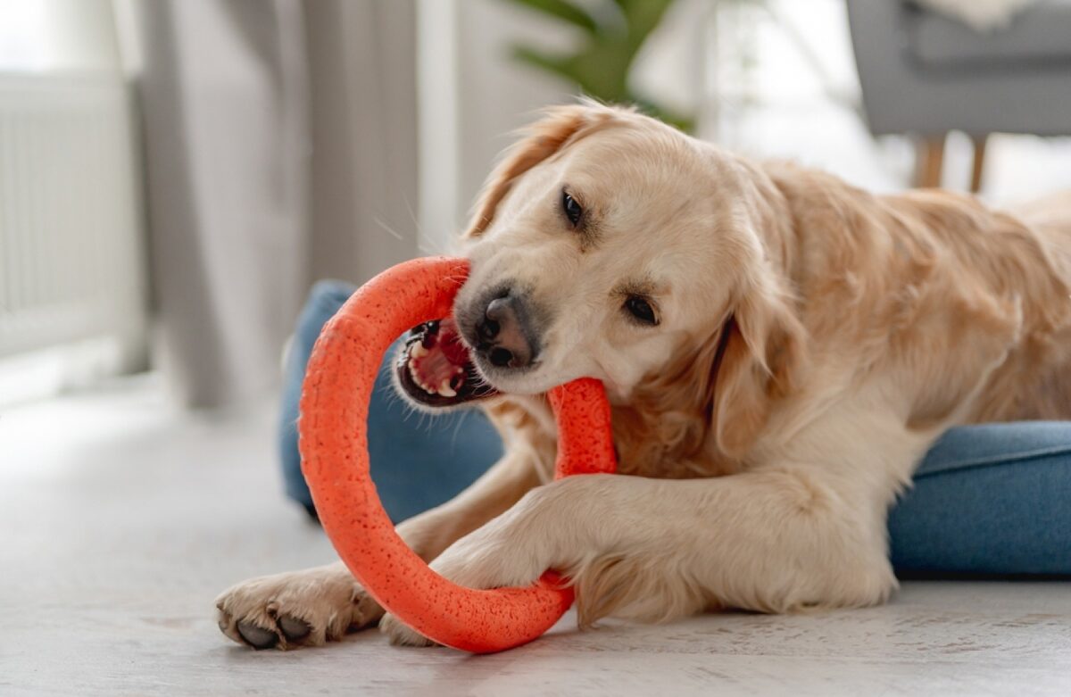 Why Do Dogs Like Squeaky Toys?