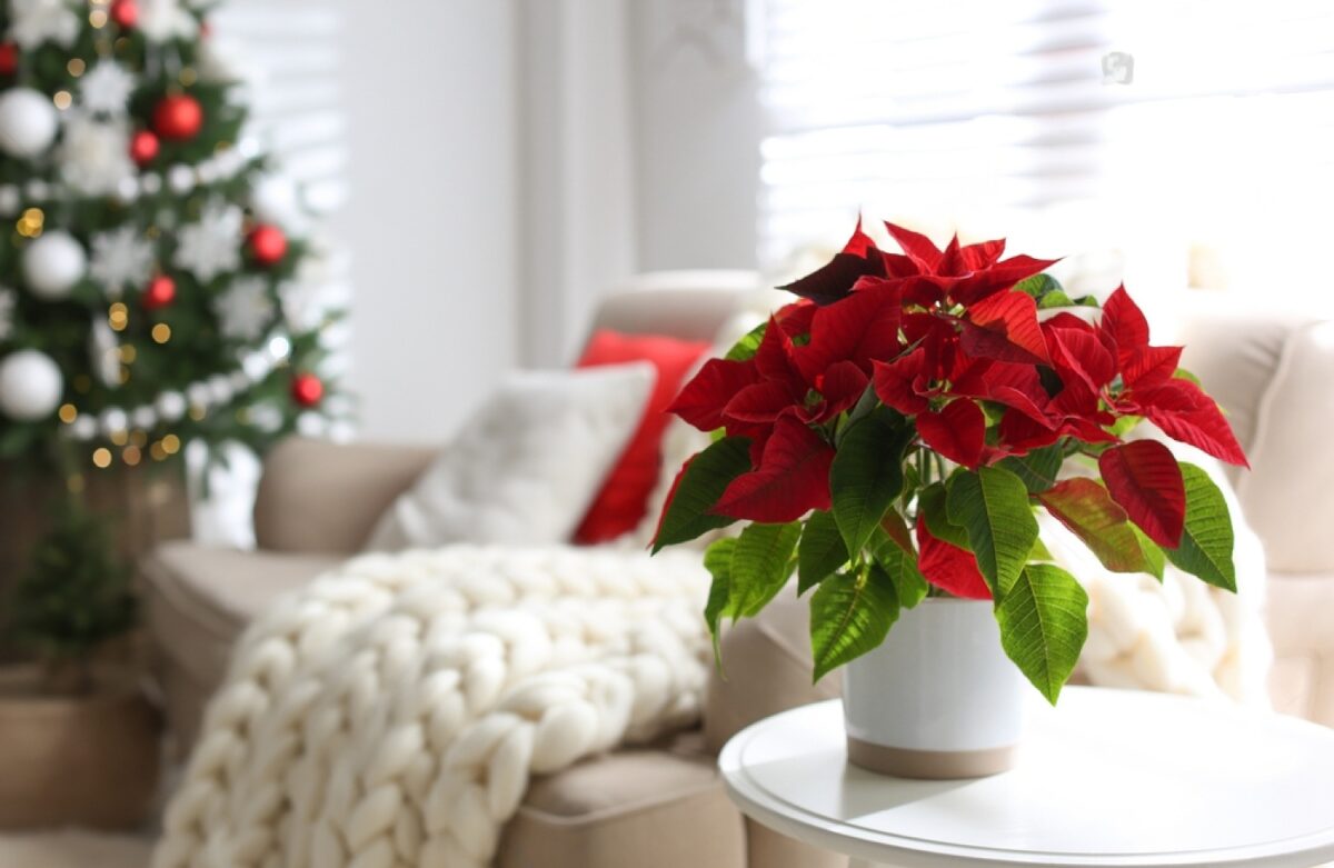 Are Poinsettias Poisonous to Dogs?