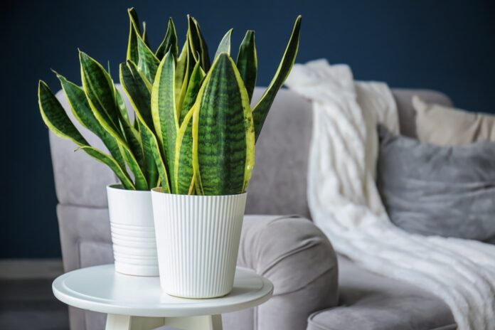 Are Snake Plants Toxic to Dogs? What You Need To Know