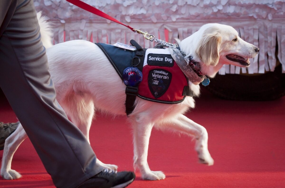 How To Make My Dog A Service Dog