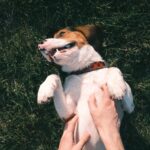 Why Do Dogs Roll in The Grass?