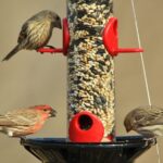 How To Attract Bird To Feeders