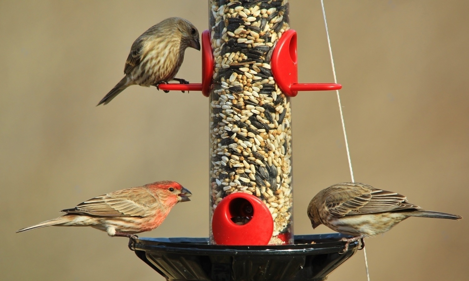How To Attract Bird To Feeders