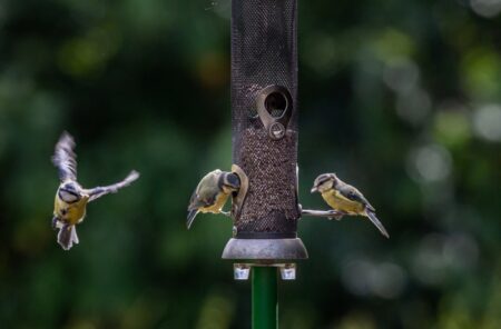 bird feeders 2