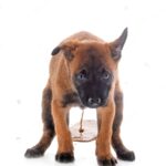 What To Feed Dog With Upset Stomach