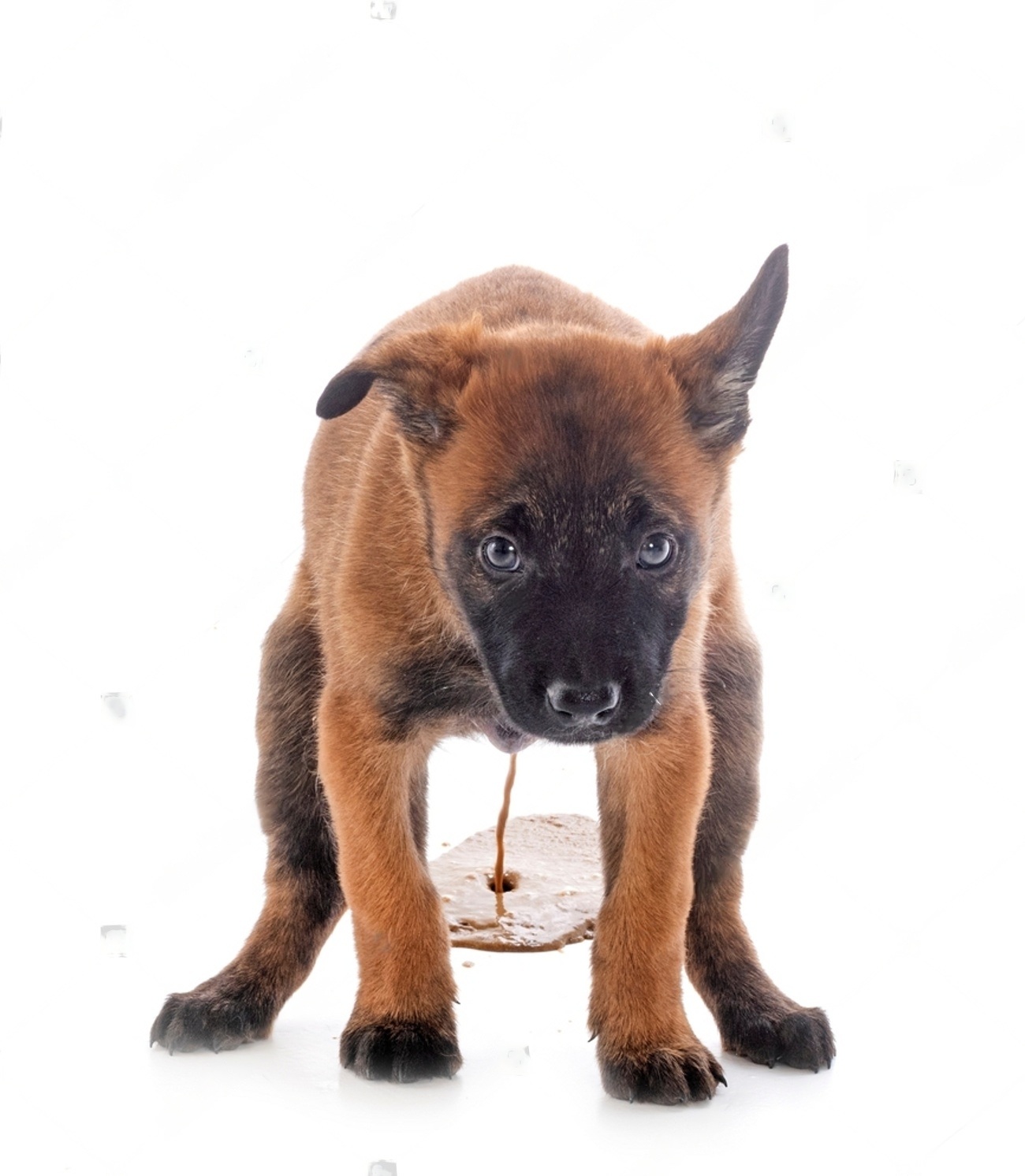 What To Feed Dog With Upset Stomach