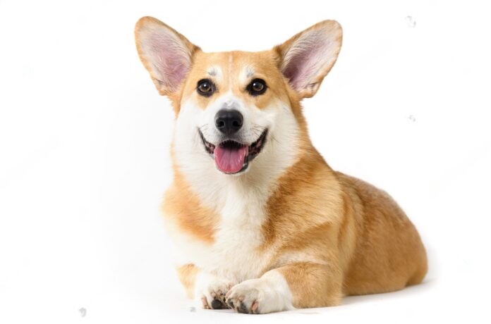 Are Pig Ears Good for Dogs
