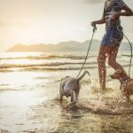 Dog-Friendly Beaches in Florida