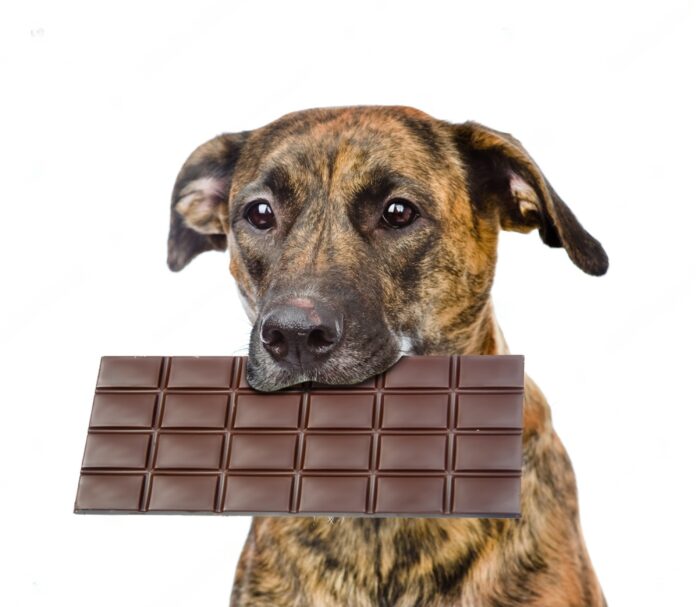 What To Do If Your Dog Eats Chocolate Home Remedies