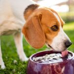 Why Is My Dog Drinking So Much Water?