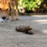 Dog Poop Like Jelly With Blood Home Remedy