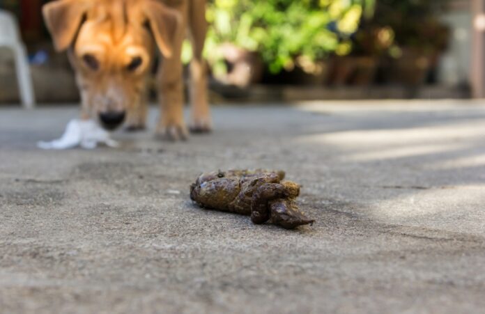Dog Poop Like Jelly With Blood Home Remedy