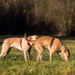 Why Do Dogs Sniff Butts?