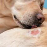 Dog Hot Spot Healing Stages