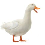 Are Ducks Birds?