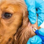 Lyme Disease Bright Red Circle on Dog's Belly