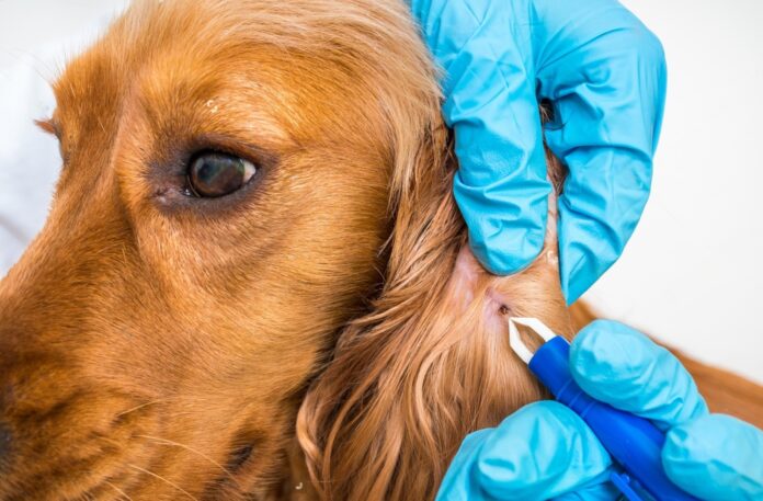 Lyme Disease Bright Red Circle on Dog's Belly