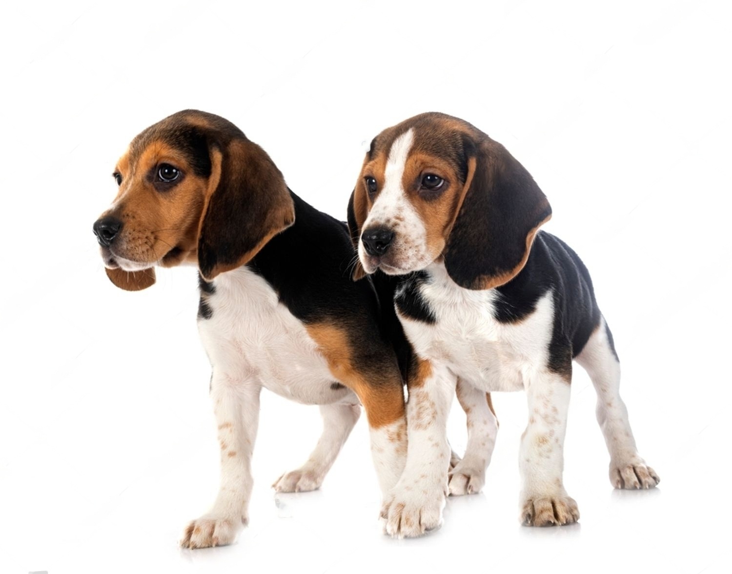 Male vs. Female Beagle