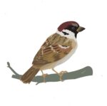 What is The Rarest Bird in The World?