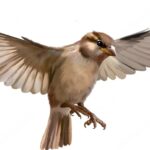 What Do Birds Eat in The Winter?