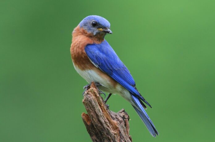 How To Attract Bluebirds