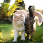 Can Cats Be Vegan?