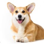 Is Bird Seed Bad For Dogs?