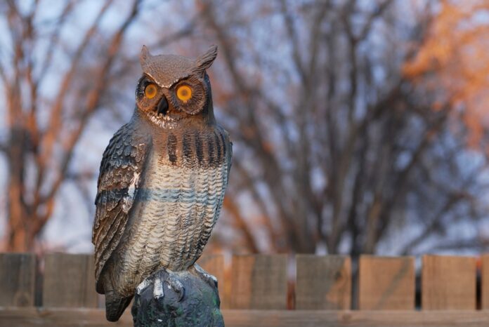 Do Fake Owls Keep Birds Away?