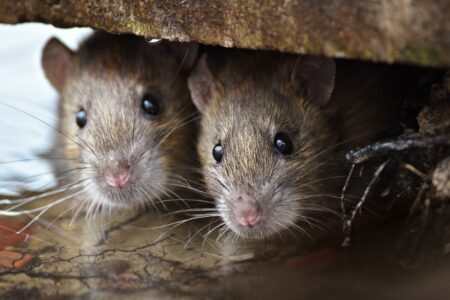 How Long Can Rats Hold Their Breath?