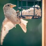 How To Make Suet for Birds