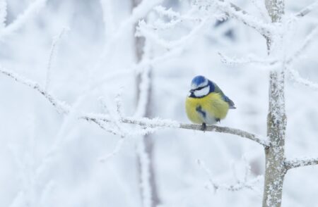 How Do Birds Survive Winter?