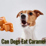 Can Dogs Eat Caramel?