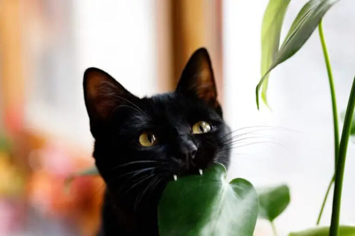 12 Signs Your Cat Might Be Plotting to Kill You