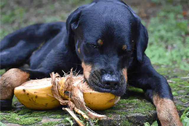 Can Dog Have Coconut?