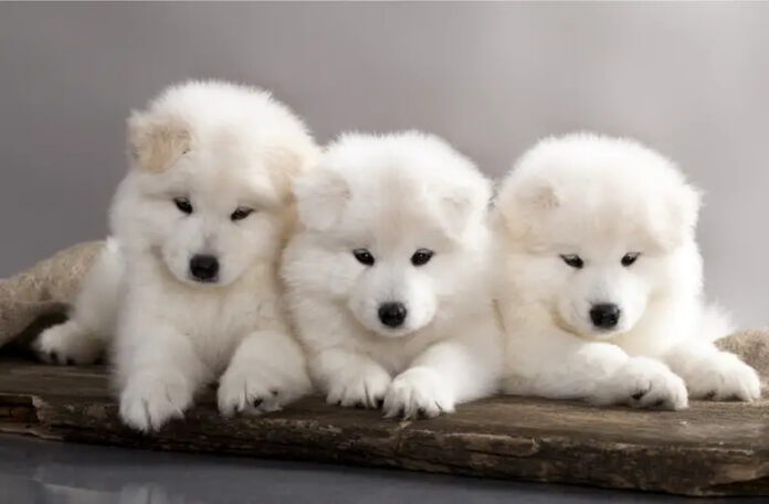 Cutest Dog Breeds in The World