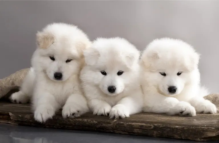 Cutest Dog Breeds in The World