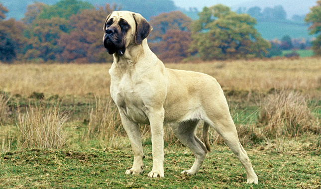 The Largest Dog Breeds in the World