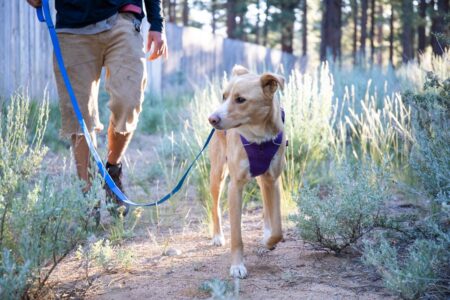 Best Leash for Dogs That Pull