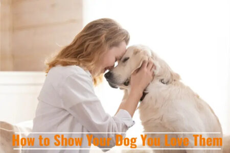 How to Show Your Dog You Love Them?